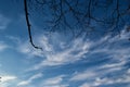Branches of trees without leaves look into the autumn sky Royalty Free Stock Photo
