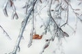 Branches of trees with a lonely orange leaf covered with snow Royalty Free Stock Photo