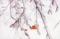 Branches of trees with a lonely orange leaf covered with snow Royalty Free Stock Photo