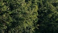 Branches of trees moving by the breeze