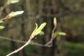 New green bud on branch of tree with blurred background Royalty Free Stock Photo
