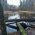 Branches of trees in the river