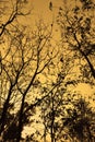 Branches of trees silhouette backlight orange sunset sky in the fall Royalty Free Stock Photo