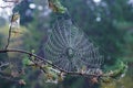 On the branches of trees threads of web with dew drops. Royalty Free Stock Photo