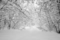 Branches of trees under the weight of snow