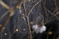 Branches of trees and yellow sparks against a dark background together with Dreamcatcher