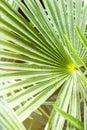 Branches of a tropical Livistona rotundifolia palm tree closeup. Green leaves, textured background Royalty Free Stock Photo
