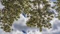 Branches of a tropical tree against a background of blue sky Royalty Free Stock Photo