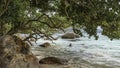 The branches of tropical trees bent over the turquoise ocean. Royalty Free Stock Photo