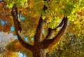 Branches and trunk with bright yellow and green leaves of autumn maple tree against the blue sky background. Bottom view Royalty Free Stock Photo