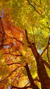 Branches and trunk with bright yellow and green leaves of autumn maple tree against the blue sky background. Bottom view Royalty Free Stock Photo