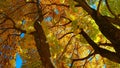 Branches and trunk with bright yellow and green leaves of autumn maple tree against the blue sky background. Bottom view Royalty Free Stock Photo