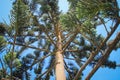 Branches, trunk and cone-shaped needles of Araucaria tree