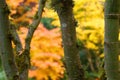 Branches & Trunk of Maple Tree with Orange Yellow Leaves in Fall Autmn