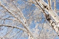 Branches and trunks of birch trees covered with fresh snow Royalty Free Stock Photo