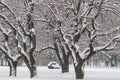 Branches and trunks of deciduous trees covered with snow, against the background of trees in a city park Royalty Free Stock Photo