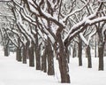 Branches and trunks of deciduous trees covered with snow, against the background of trees in a city park Royalty Free Stock Photo