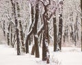 Branches and trunks of deciduous trees covered with snow, against the background of trees in a city park Royalty Free Stock Photo