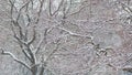 Branches and trunks of deciduous trees covered with snow, against the background of trees in a city park Royalty Free Stock Photo
