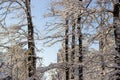 Branches and trunks of deciduous trees covered with snow Royalty Free Stock Photo