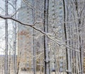 Branches and trunks of deciduous trees covered with snow Royalty Free Stock Photo