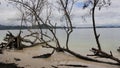 BRANCHES AND TWIGS FROM FALLEN TREES ON THE BEACH ADD TO THE BEAUTIFUL VIEW OF THE BEACH WITH THE BLUE SKY