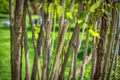 Branches and twigs in green