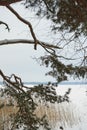 Branches and twigs of an old pine tree on the shore of Lake Narach in Belarus. Royalty Free Stock Photo