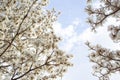 Some branches of a flowering white ipe tree Royalty Free Stock Photo