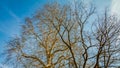 Branches of two trees without leaves against a blue sky in the background