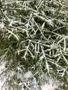 Branches under the snow Royalty Free Stock Photo