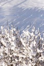 Branches under the snow in cold winter day