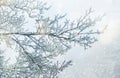 Branches under snow in hoarfrost, winter blurred natural background with bokeh, copy space Royalty Free Stock Photo