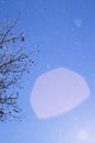 Branches under snow in hoarfrost, winter blurred natural background with bokeh, copy space Royalty Free Stock Photo