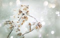 Branches under snow in hoarfrost, winter blurred natural background with bokeh, copy space Royalty Free Stock Photo