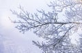 Branches under snow in hoarfrost, winter blurred natural background with bokeh, copy space Royalty Free Stock Photo