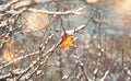 Branches under snow in hoarfrost, winter blurred natural background with bokeh, copy space Royalty Free Stock Photo