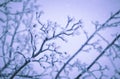 Branches under snow in hoarfrost, winter blurred natural background with bokeh, copy space Royalty Free Stock Photo