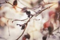 Branches under snow in hoarfrost, winter blurred natural background with bokeh, copy space Royalty Free Stock Photo