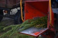 Branches of used Christmas tree put in receiver of a wood chipper. Collection point for recycling Royalty Free Stock Photo