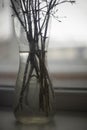 Branches in vase. Plants on windowsill. Glass vessel with dry plants