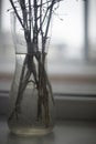 Branches in vase. Plants on windowsill. Glass vessel with dry plants
