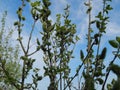 branches of vervyn against the blue sky Royalty Free Stock Photo