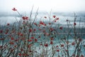 Branches of vibrant red berries create a striking contrast against a lake Royalty Free Stock Photo