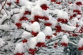 Branches of viburnum with red berries covered with snow in winter closeup Royalty Free Stock Photo