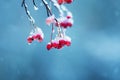 branches of viburnum tree with bright juicy red clusters of berries covered with ice and snow during a cold rain in the winter ga Royalty Free Stock Photo