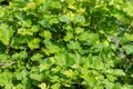 Branches of vine with leaves, tendrils and unripe bunches berries