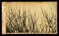 Branches on vintage photo paper