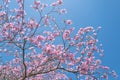 Branches of violet blossoming almond tree. Pink Cherry blossom tree on blue sky background. Spring blossom, branch of a Royalty Free Stock Photo