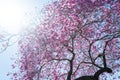 Branches of violet blossoming almond tree. Pink Cherry blossom tree on blue sky background. Spring blossom, branch of a Royalty Free Stock Photo